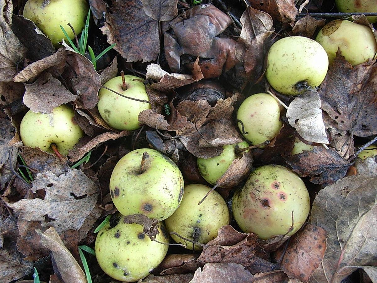 Reife Holzäpfel zwischen Blättern