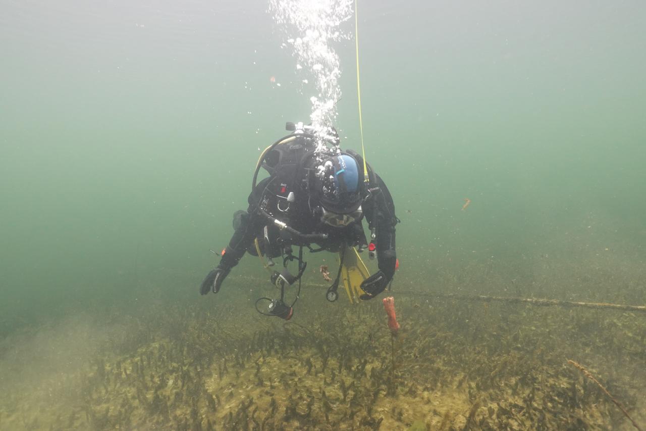 Ein Taucher unter Wasser, der den Seeboden betrachtet