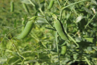 Erbsen am Busch