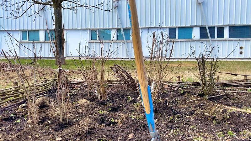 Ein kahler Garten im Frühjahr mit frischgepflanzten Stauden