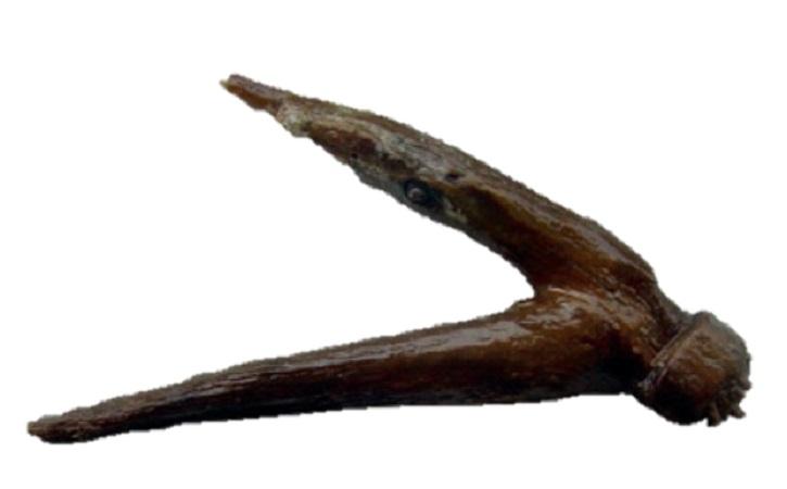 Hölzerner Angelhaken aus der Fundstelle Keutschach am See