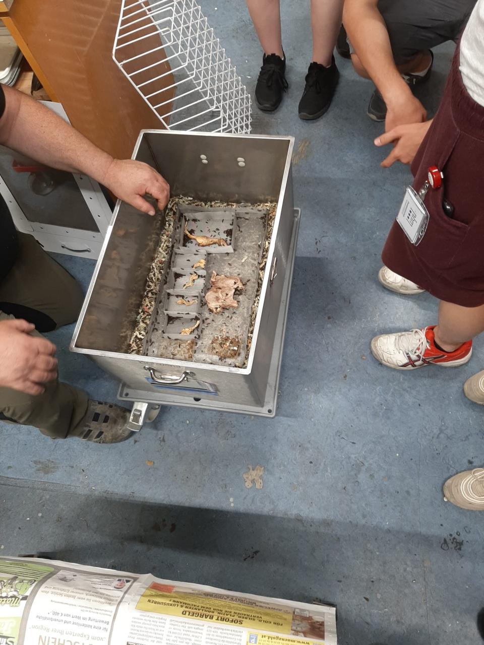 Eine Kiste mit Knochen, die von Speckkäfern gesäubert werden