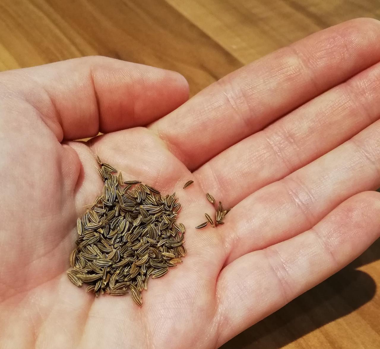 Kümmelsamen auf einer Handfläche