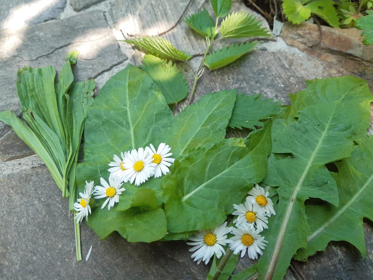 Wildkräuter, wie Gänseblümchen, Löwenzahn, Brennessel und Spitzwegerich