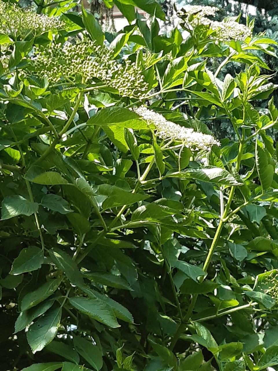 Holunderblüten am Strauch