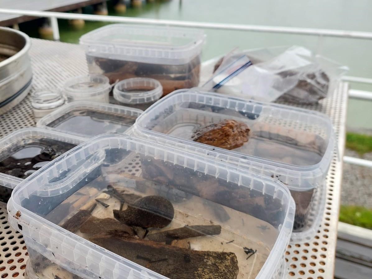 In Plastikbehältern sind botanische Funde in Wasser eingelegt
