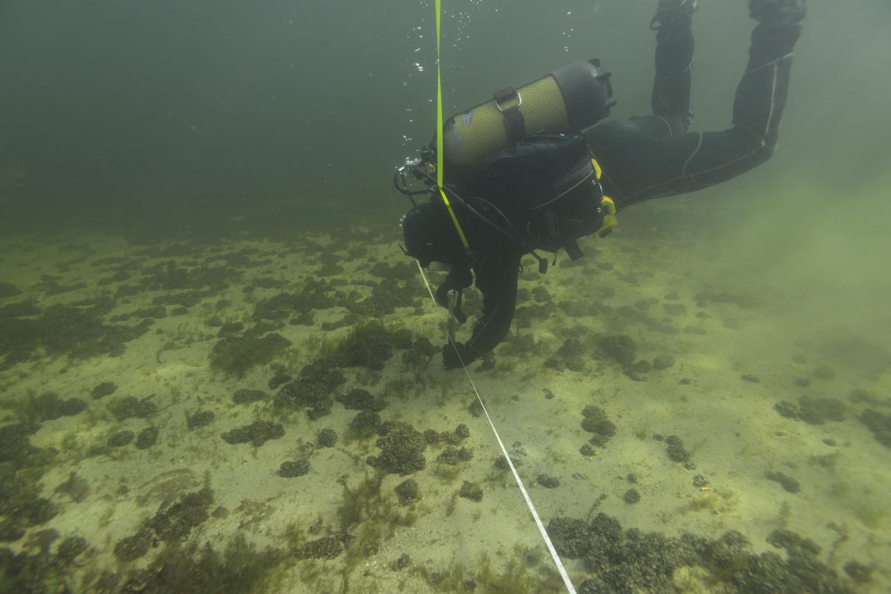 Ein Taucher hantiert unter Wasser an einer Markierungsleine