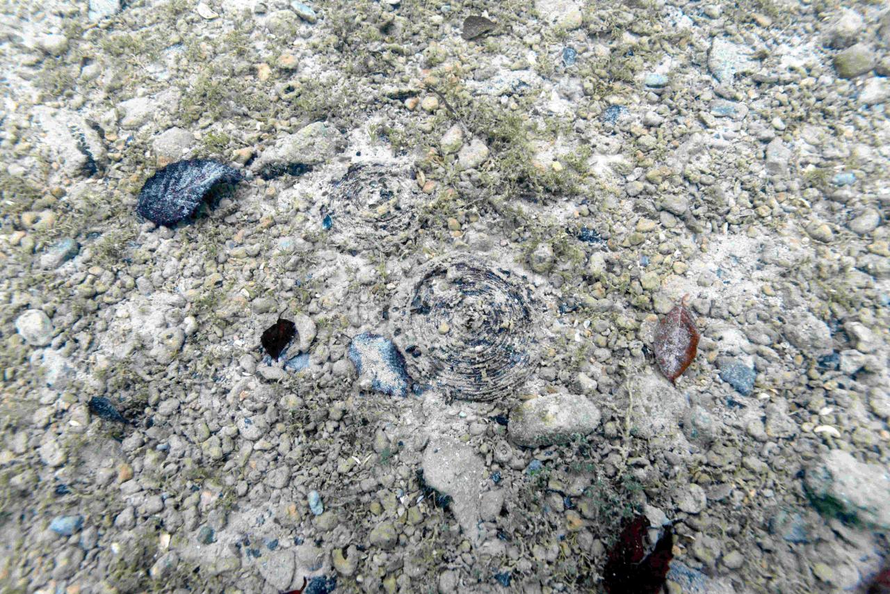 Der Seegrund mit flach aberodierten Holzrundlingen im Sediment
