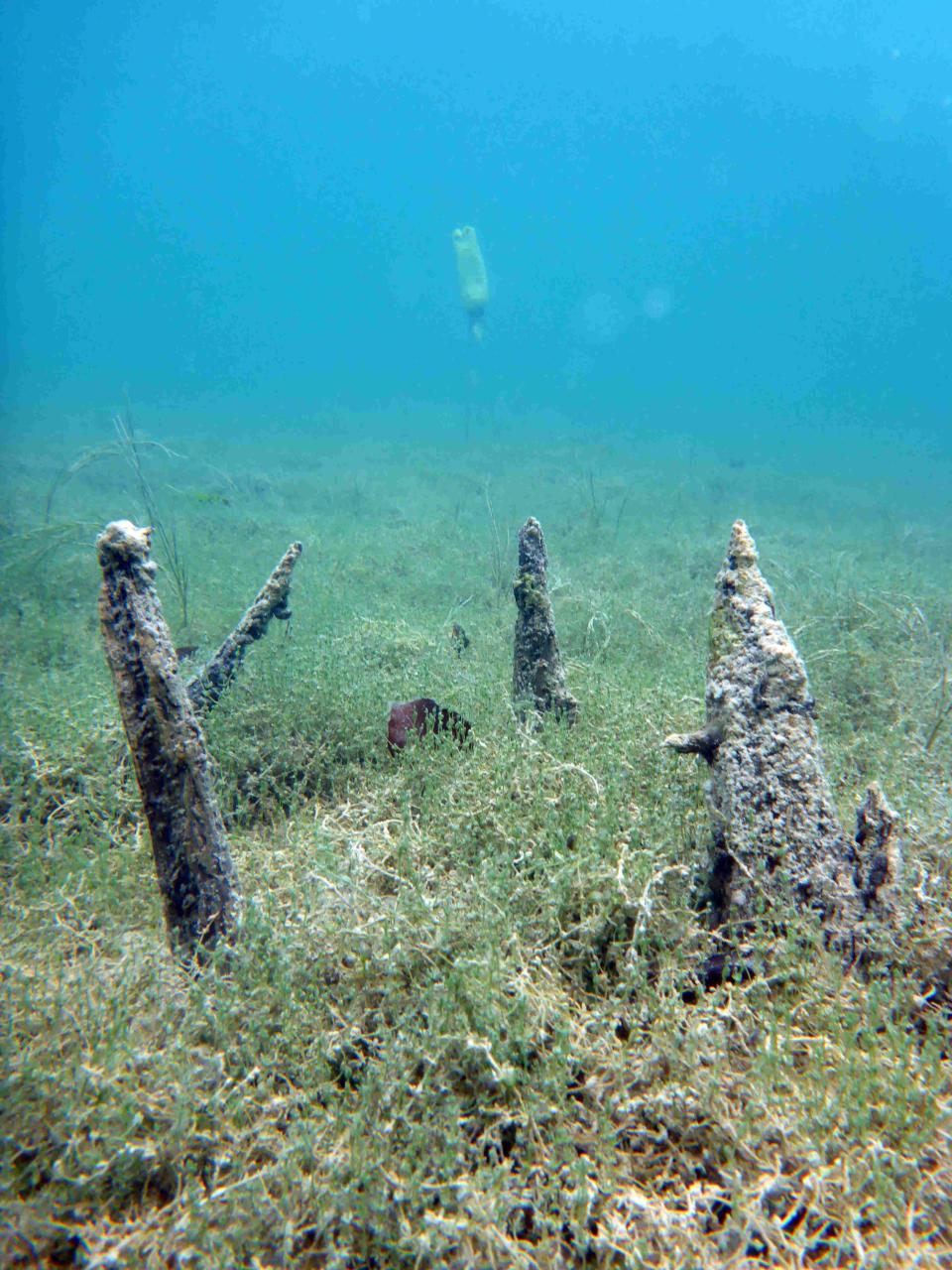 Pfahlreste im Seegras am Seegrund. Im Hintergrund sieht man die Markierung eines Markers.
