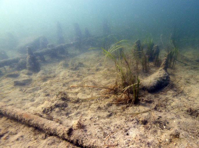 Seegrund mit Hölzern und Pflanzen
