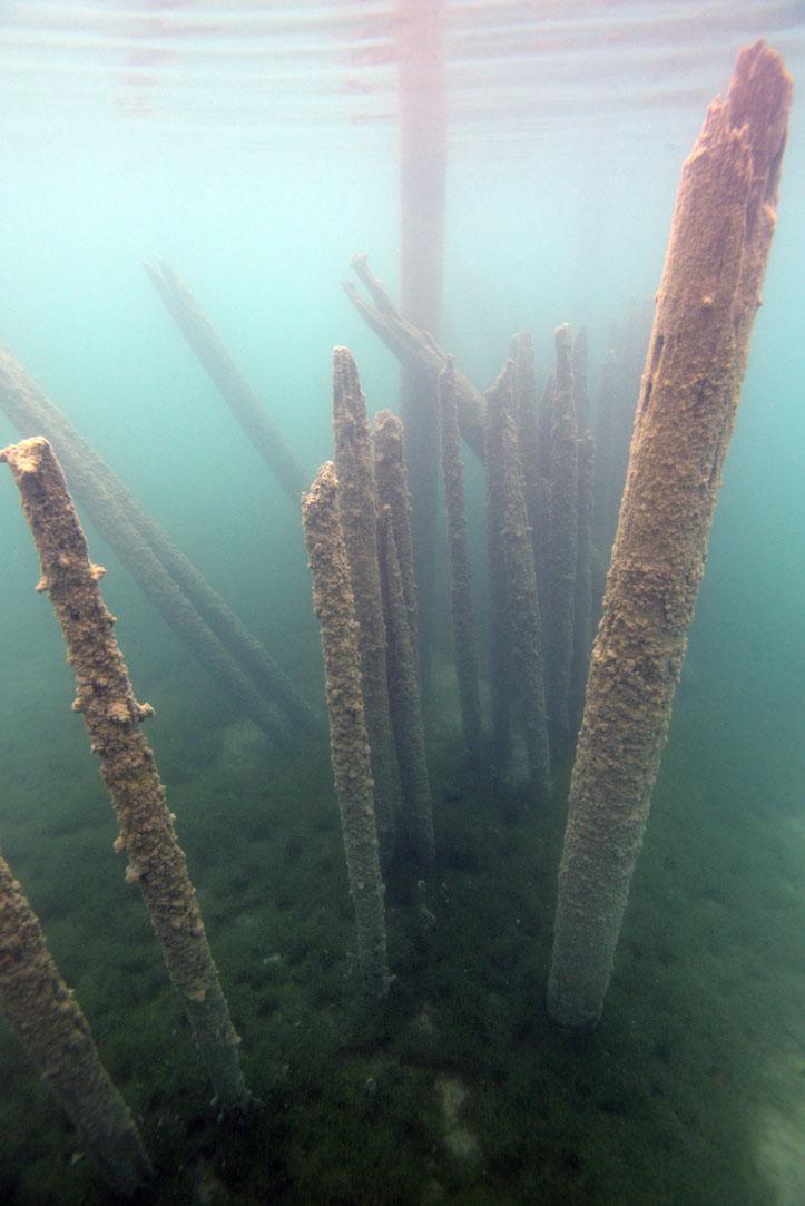 Aus dem Boden ragende Hölzer unter Wasser in geringer Tiefe