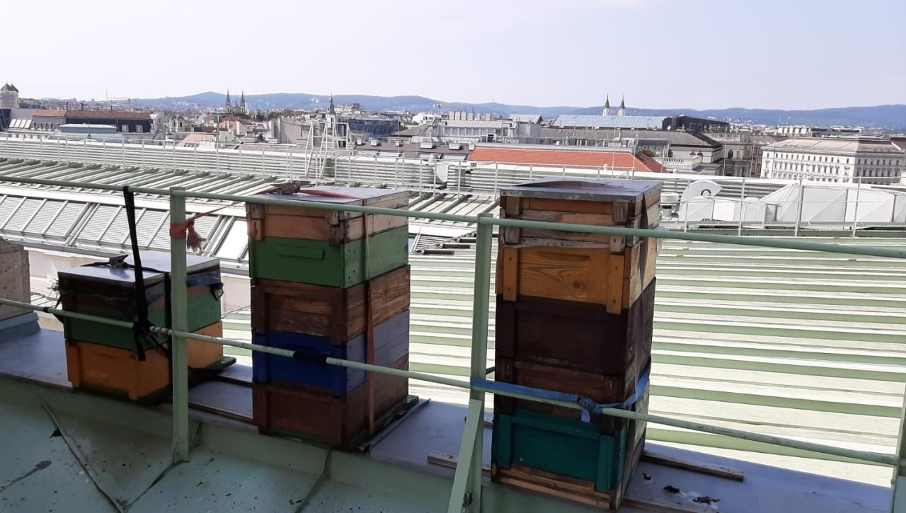 Bienenstöcke auf einem Dach, mit Blick über Wien