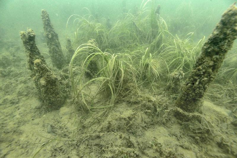 Pfahlköpfe, die aus dem Seegrund ragen, mit Pflanzenbewuchs