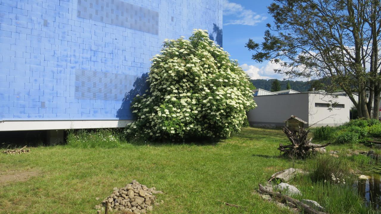 Ein weiß-blühender Strauch vor einem blauen Gebäude