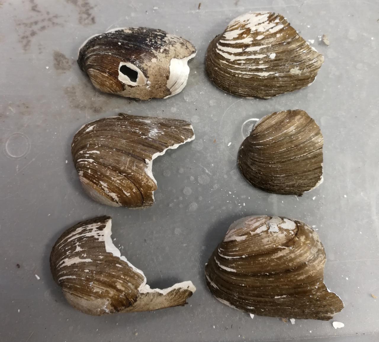 Bachmuschelfragmente