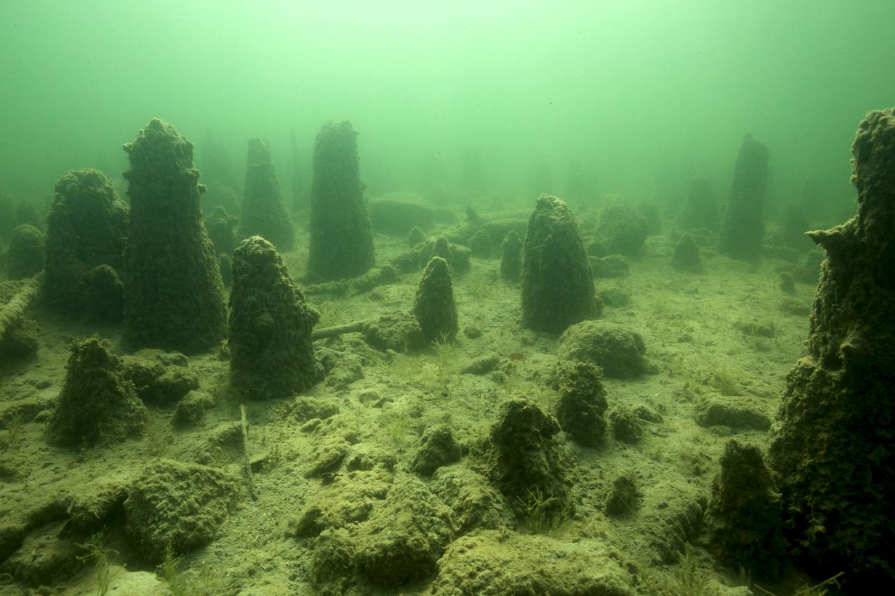 Ein Bild unter Wasser von Überresten einer Pfahlbausiedlung. Pfahlreste, die aus dem Seeboden ragen