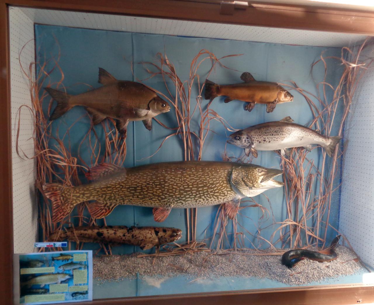 Vitrine mit Fischpräparaten.