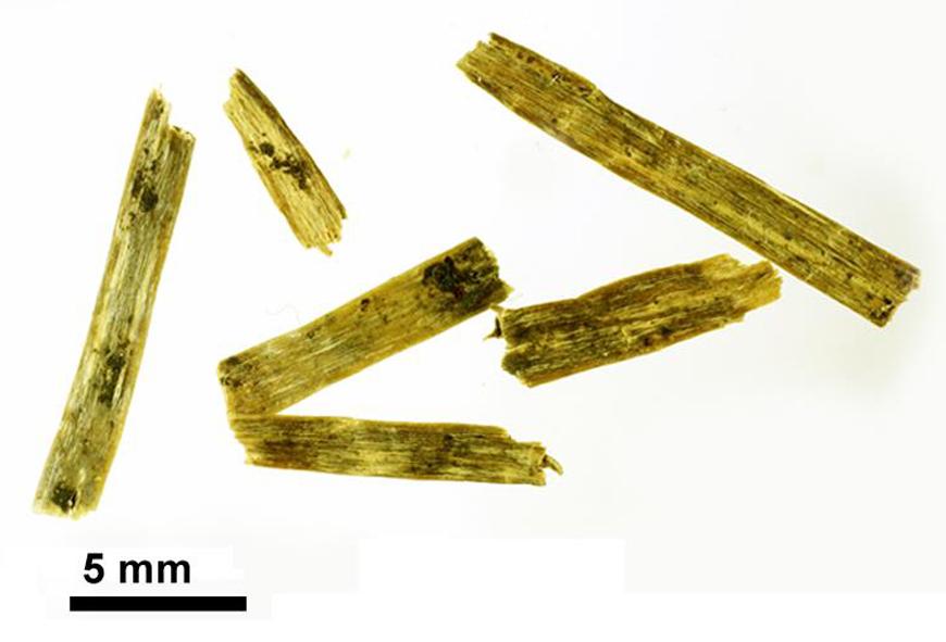 Flachsstängelfragmente
