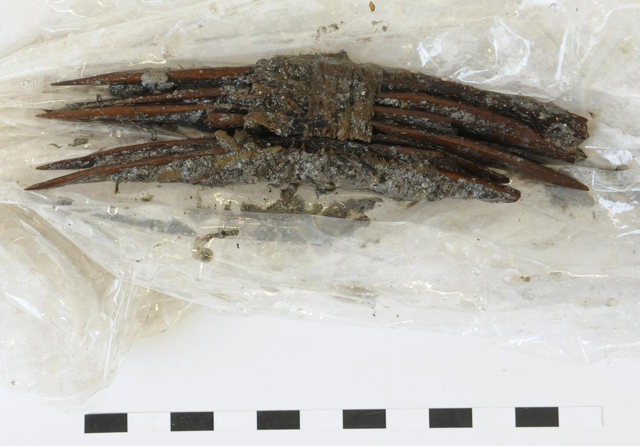 Grabungsfrische Hechel aus angespitzten Rippen