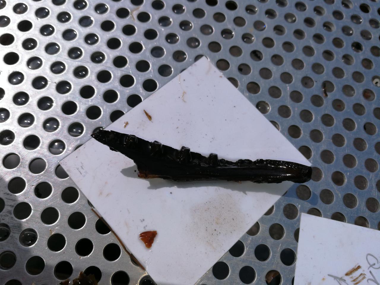 Ein Fischkiefer, der auf einem Schlämmsieb liegt