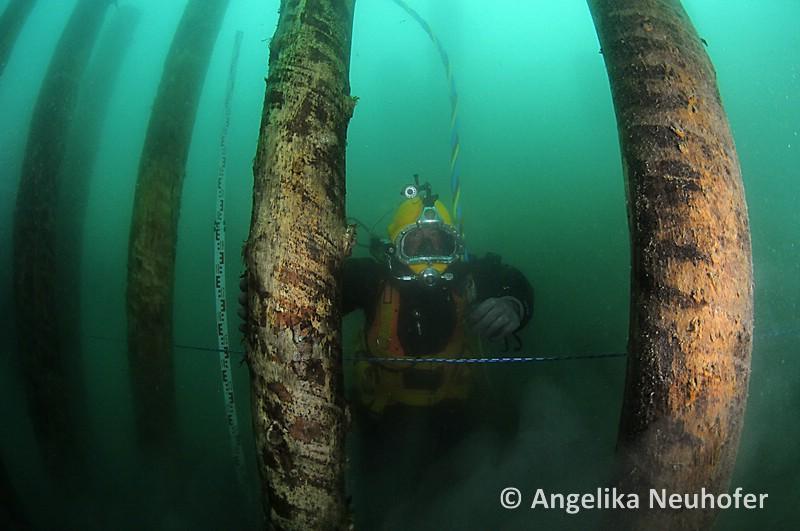 Ein Taucher zwischen senkrecht platzierten Pfählen im Wasser