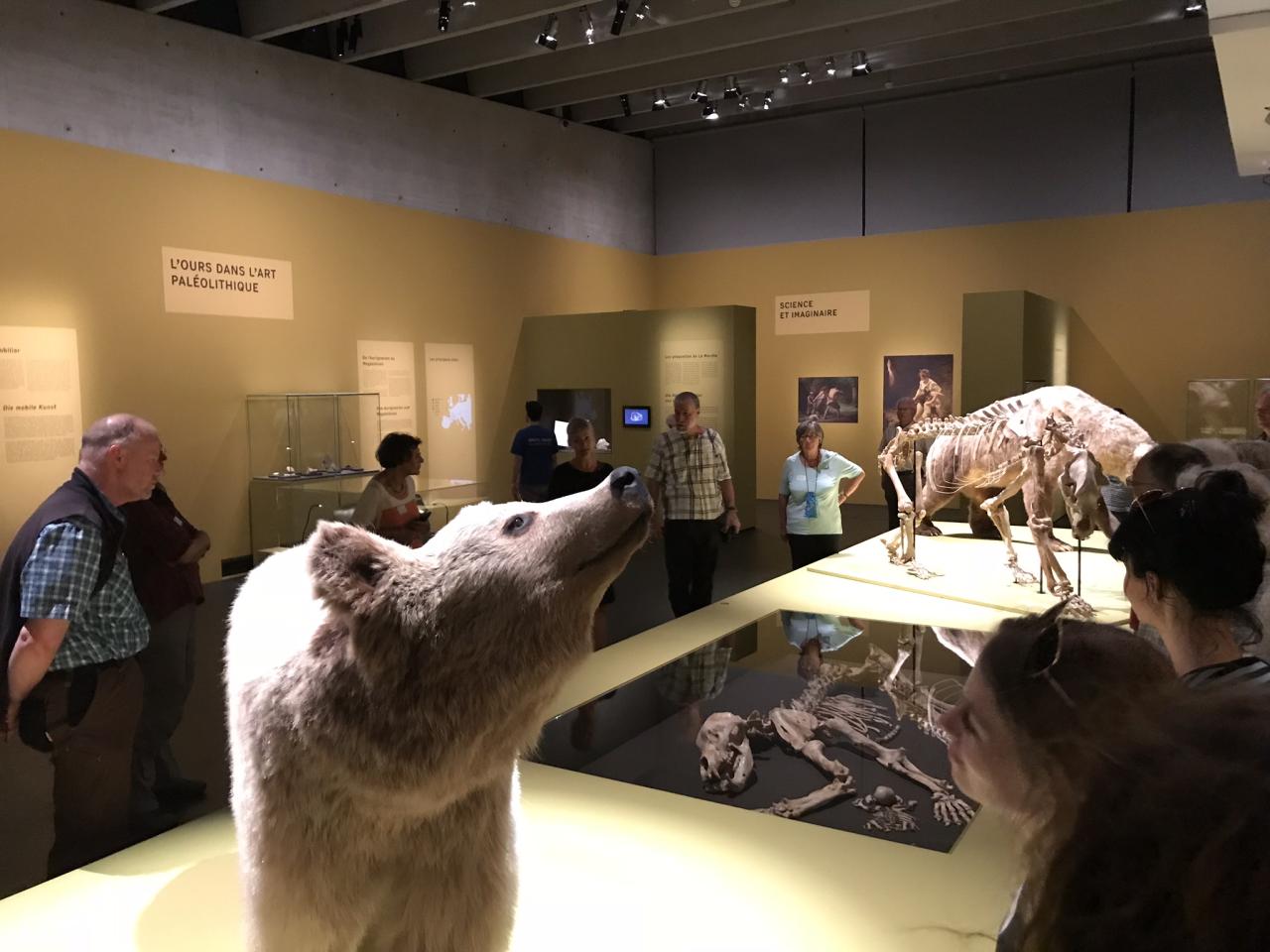 Mehrere Personen betrachten Tierpräparate in einem Museumsraum