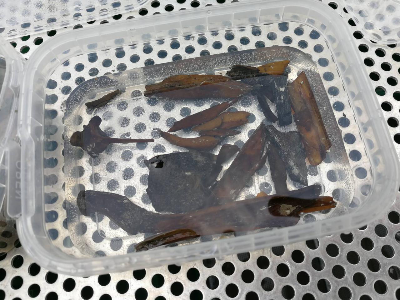 Mehrere Knochen(-fragmente) in einer wassergefüllten Schale