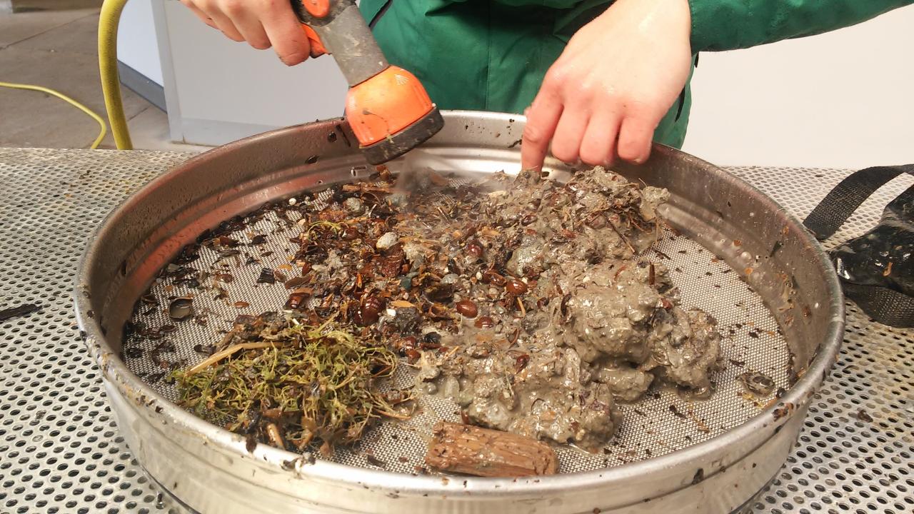 Mit einer Schlauchdüse wird der Schlamm von den Funden geschlämmt