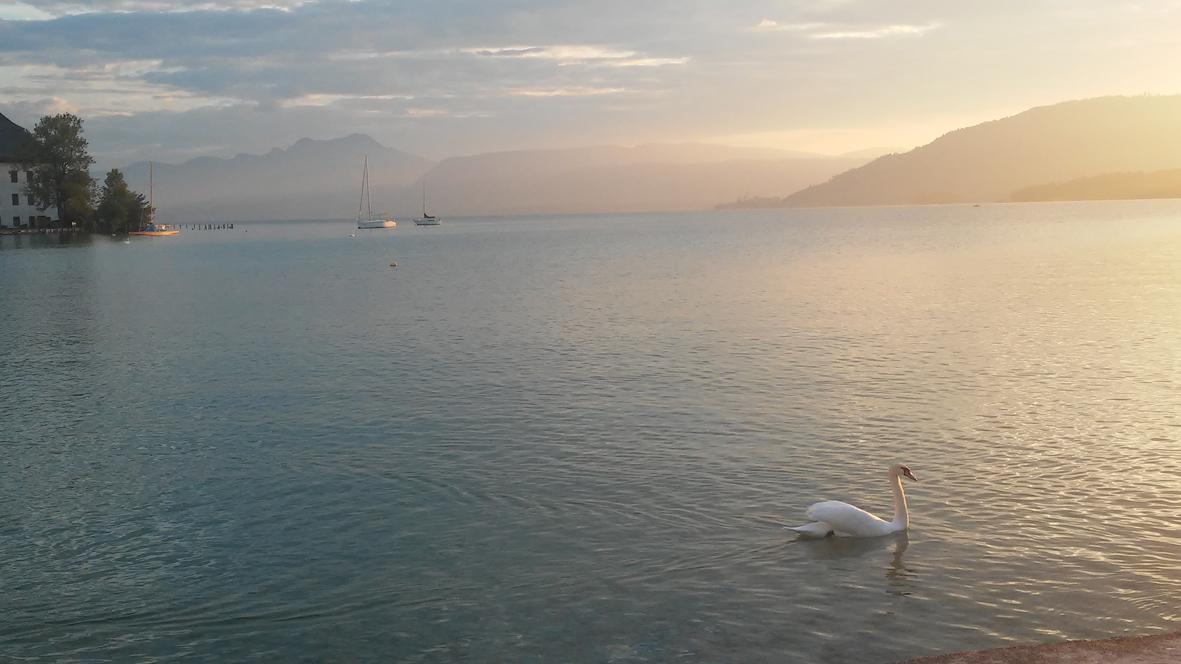 Der Attersee in der Abendsonne, ein Schwan schwimmt durch das Bild