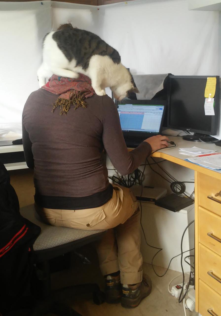 Auf Annas Schultern sitzt während der Arbeit am Laptop die "Grabungskatze"