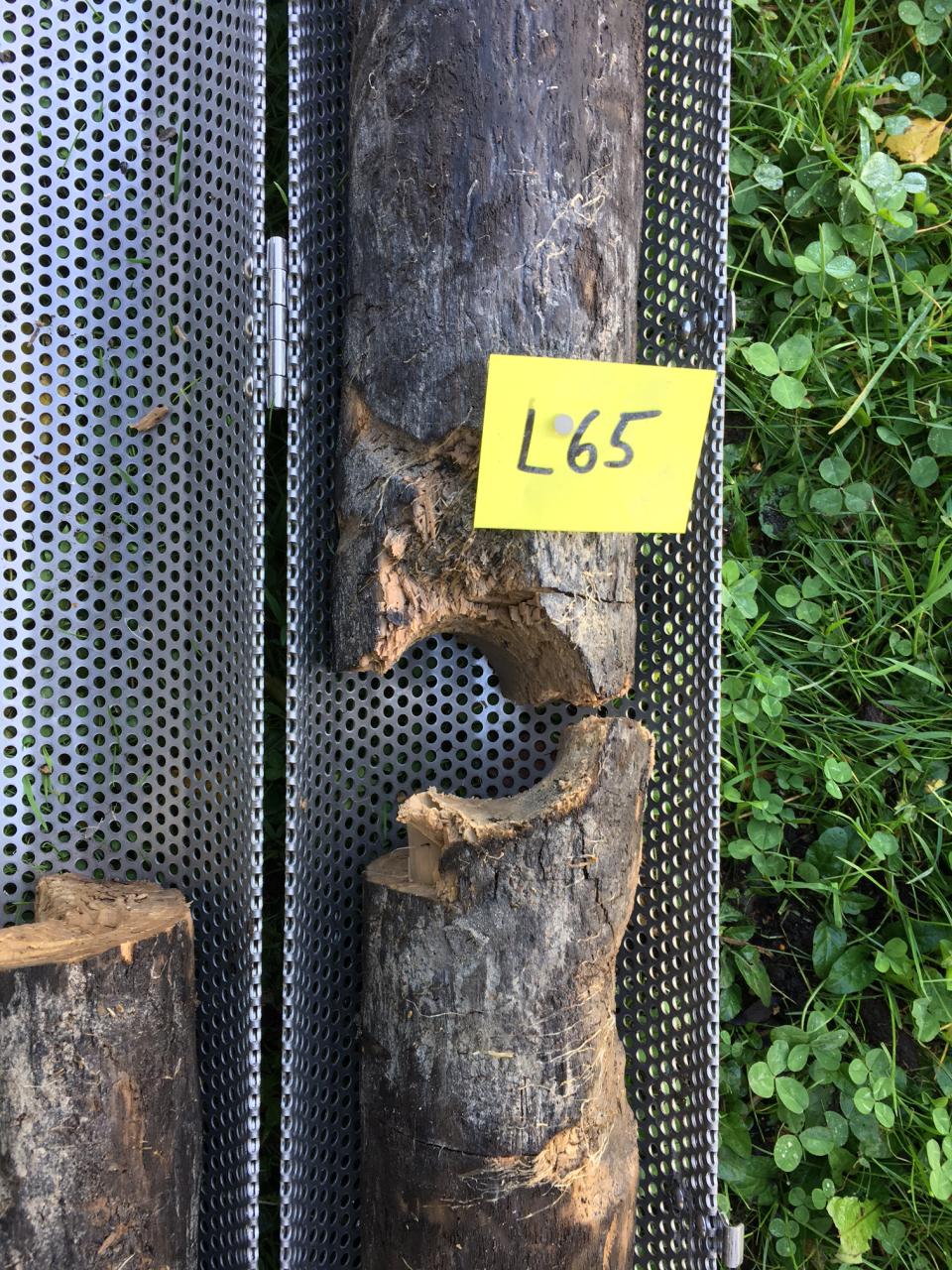 L-Holz nach der Bergung mit der Nummer L65