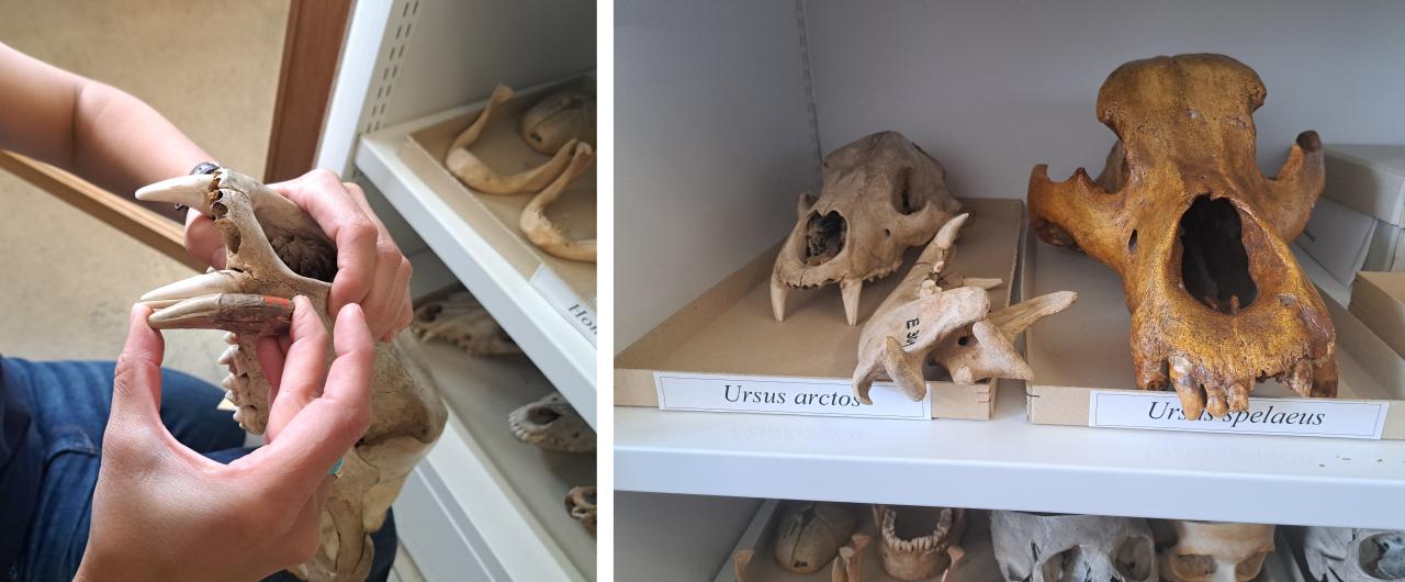 Bestimmung eines Bärenzahnes, 1.Zoologie, NHMWö