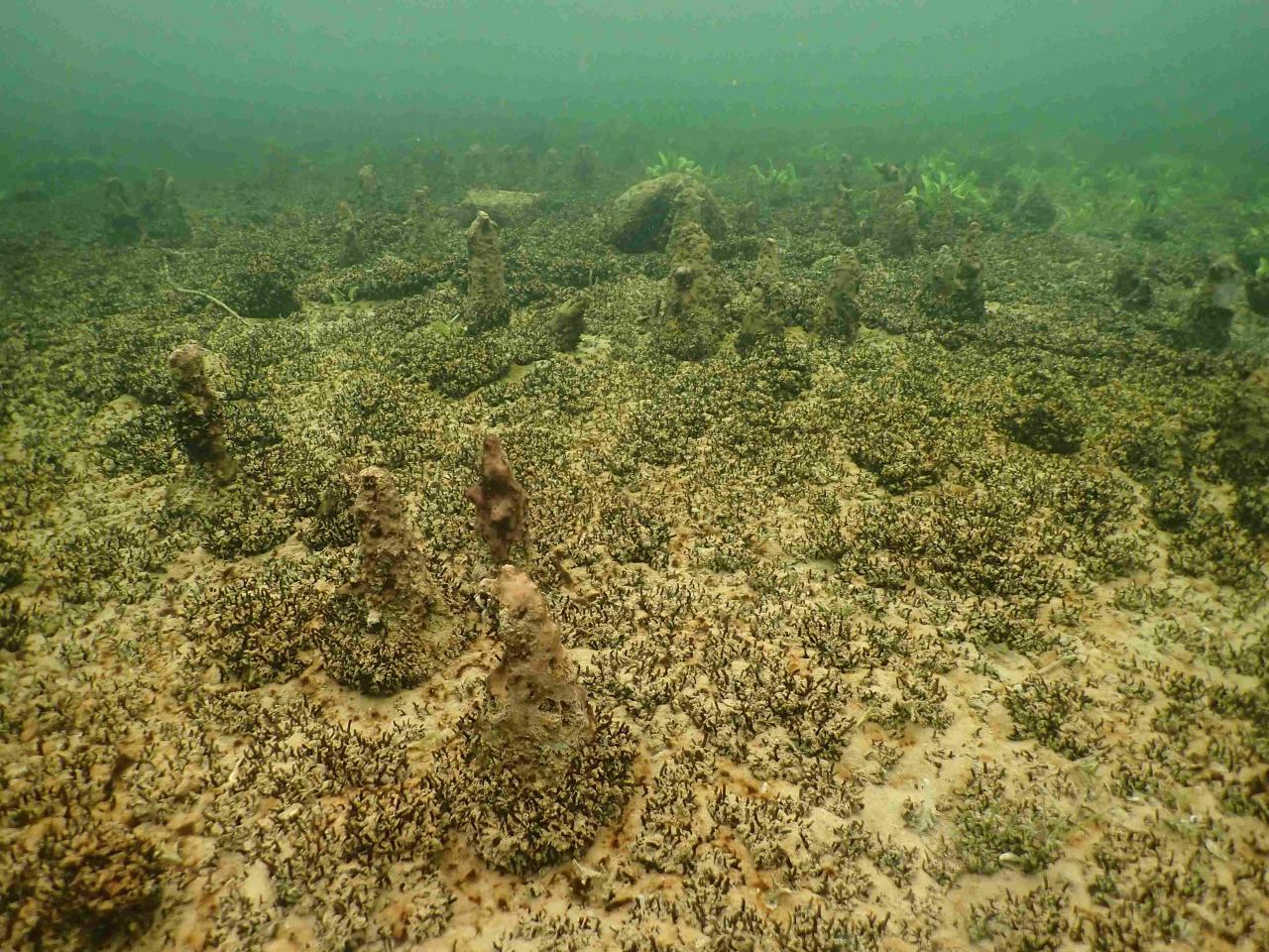 Dreikantmuscheln auf Pfählen 