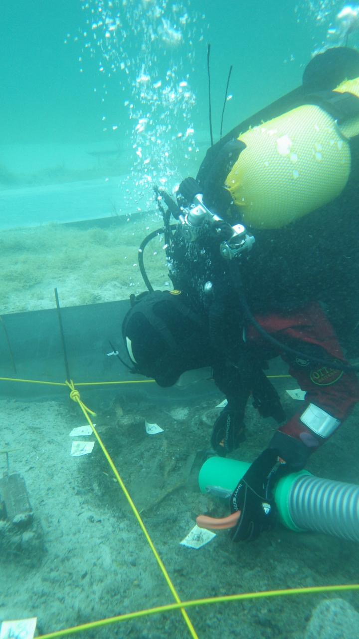 Eine Taucherin unter Wasser mit der Dredge in einem abgesteckten Quadranten