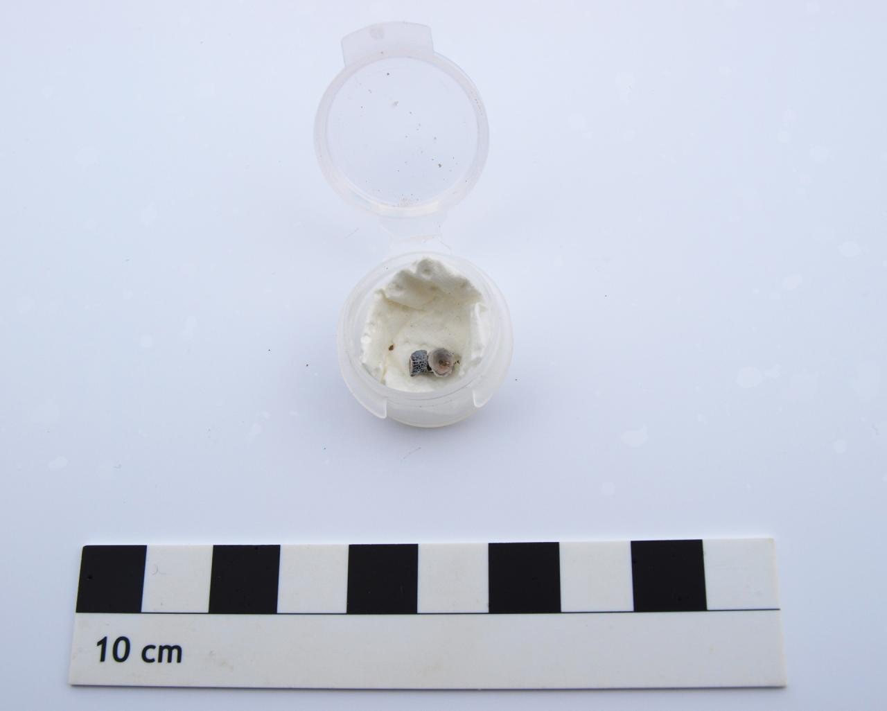 Ein Fischknochen in einem Plastikbehälter mit einem Maßstab