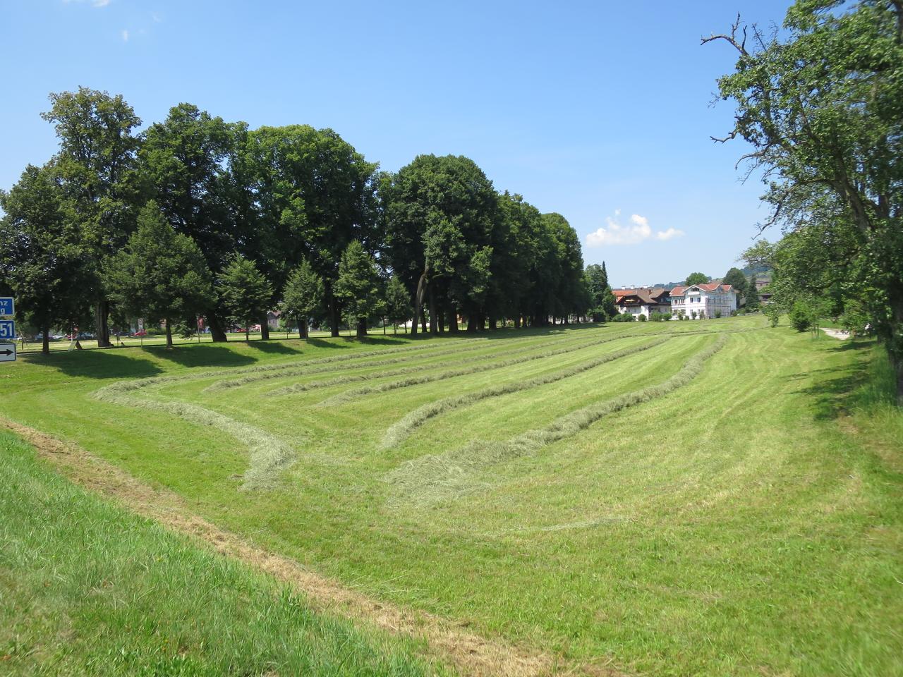 Eine Wiese mit frisch gemähtem Grasschnitt, der in Reihen liegt