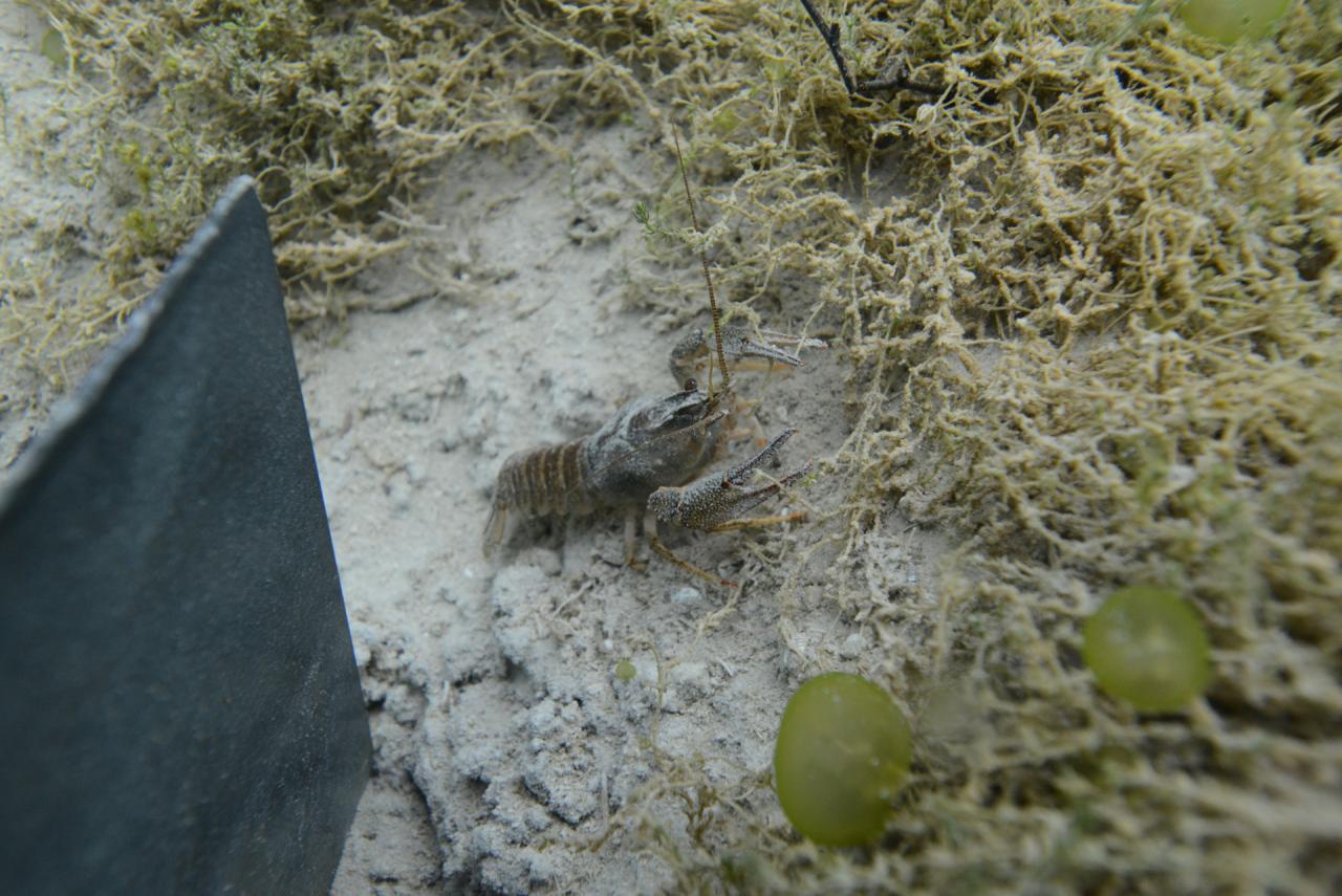 Ein Edelkrebs zwischen Sand und Bewuchs