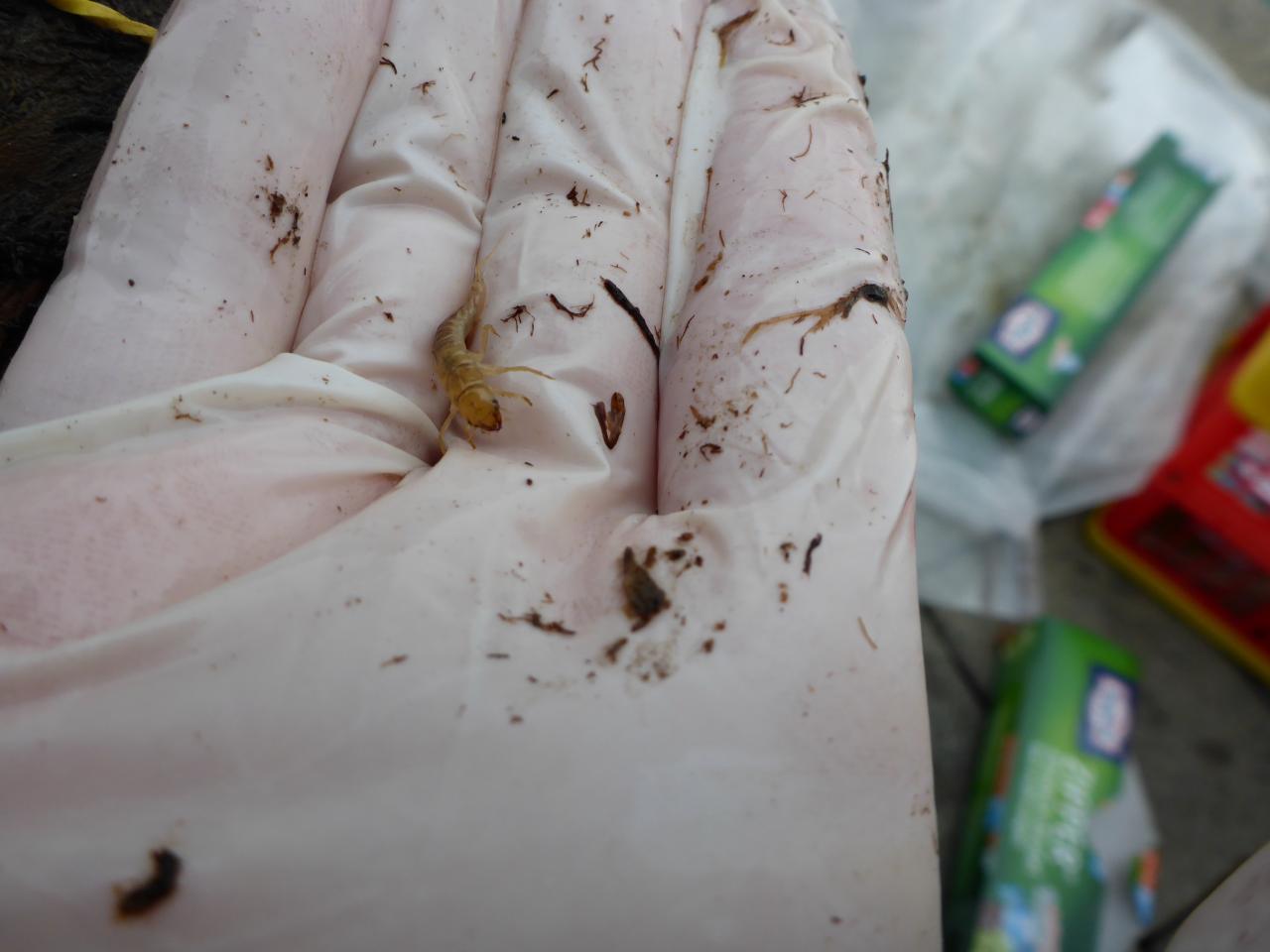 Eine Larve auf einem weißen Plastikhandschuh