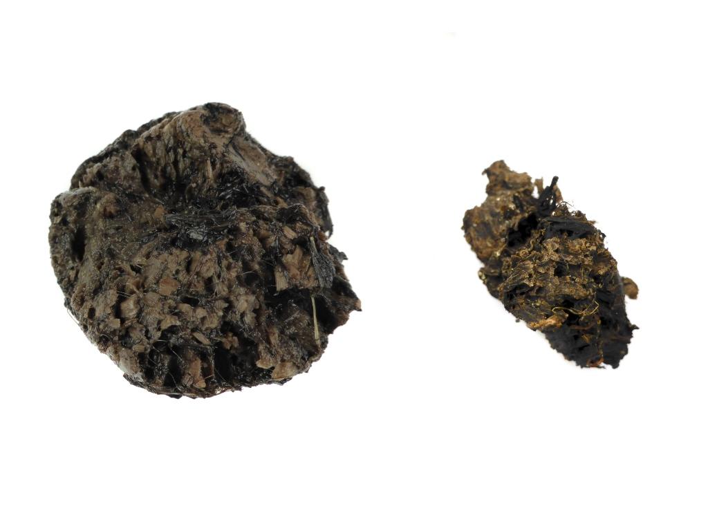 Ein Pfahlfragment vor und nach der Trocknung
