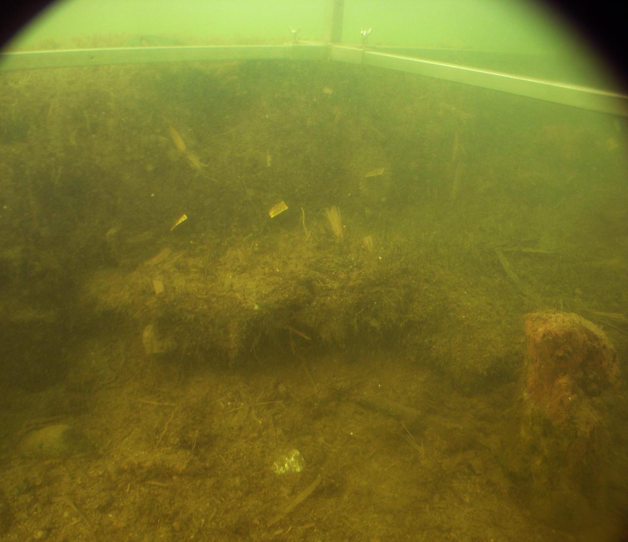 Sehr trübes Wasser lässt nur wenig am Seegrund erkennen