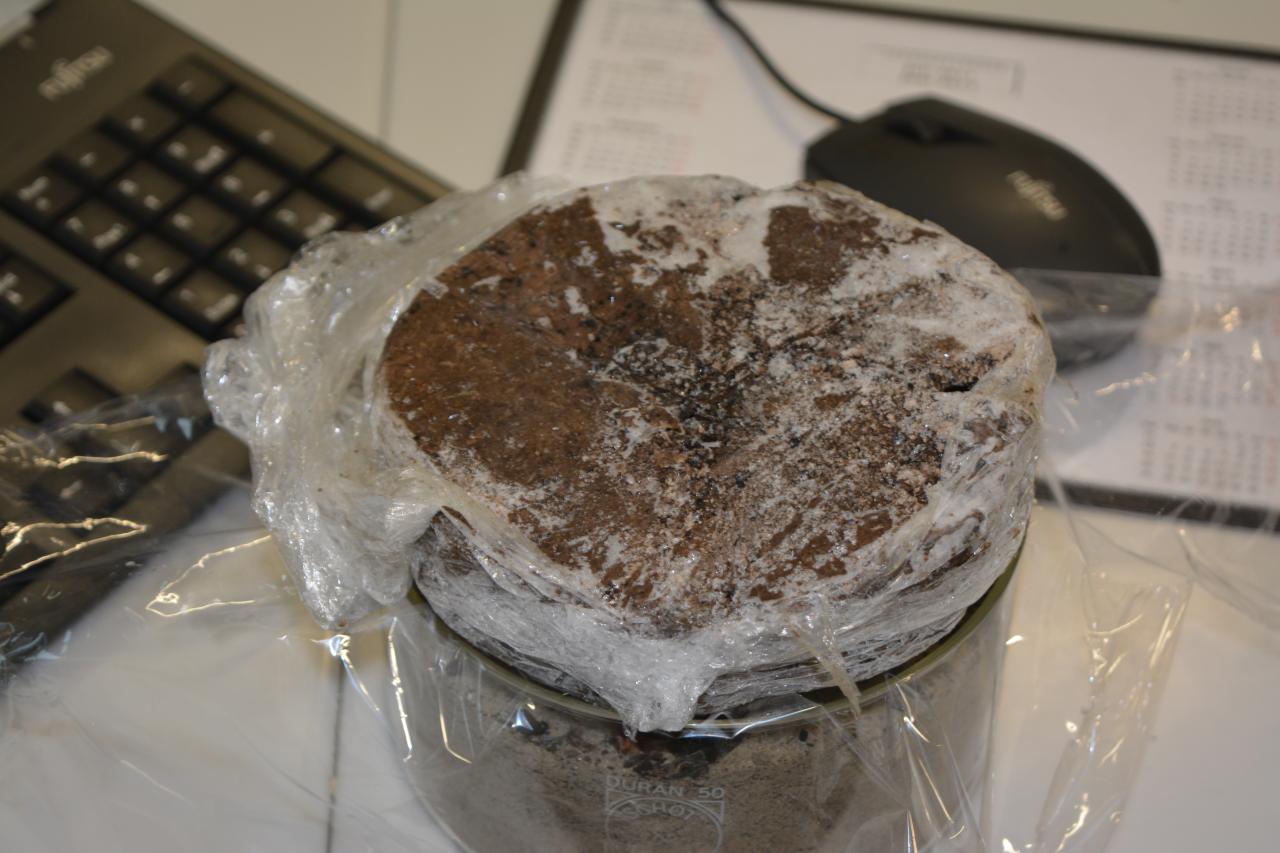 Ein gefrorener Pfahl in Plastikfolie verpackt