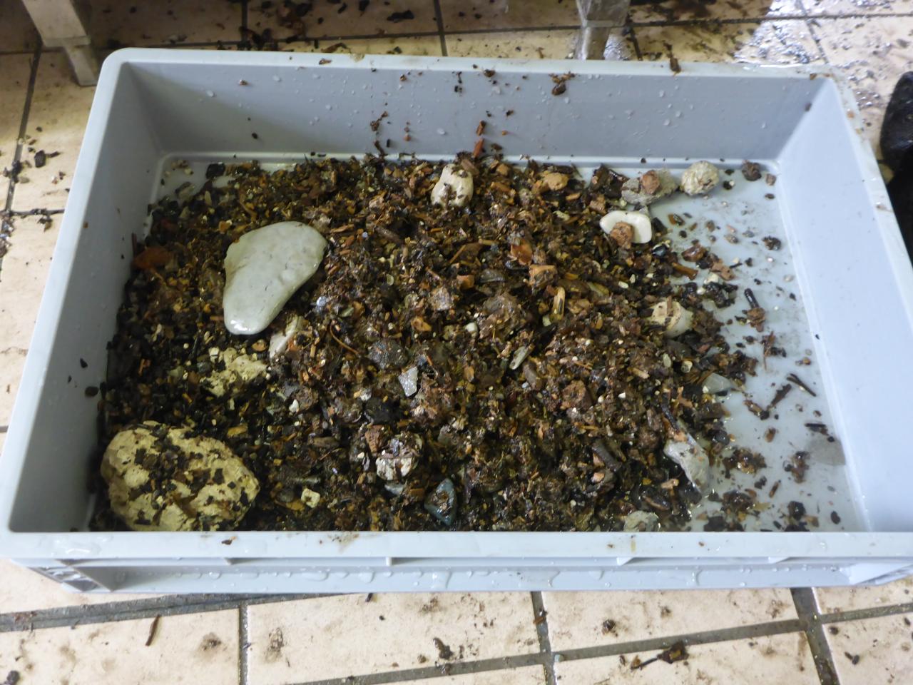Die Schlämmreste in einer grauen Plastikbox