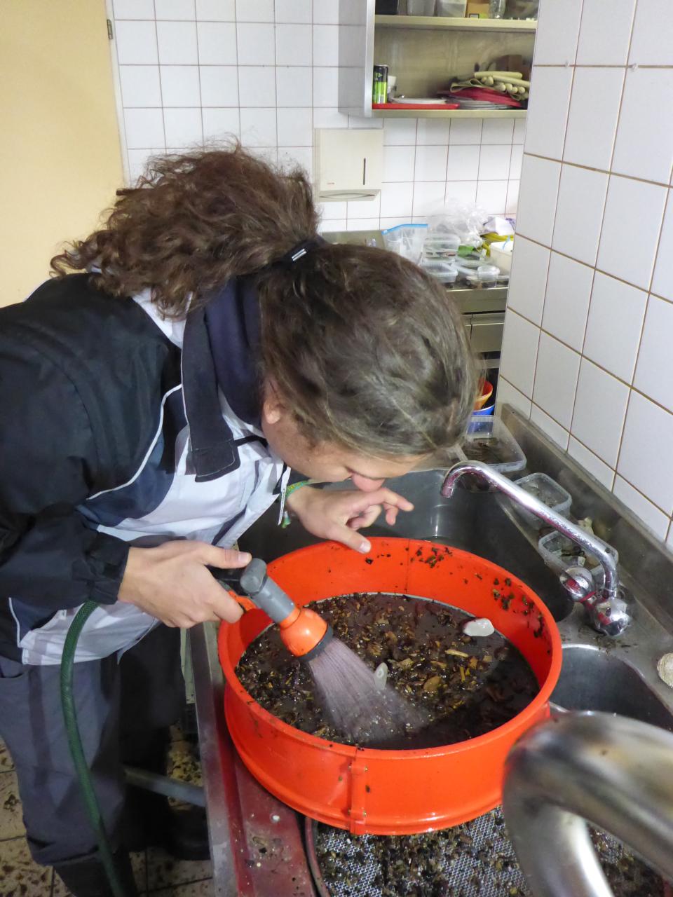 Marco gebeugt über einem roten Sieb mit einer Wasserdusche in der Hand