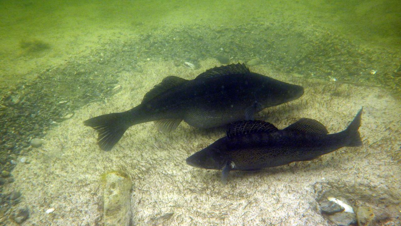 2 schwarze Zander, beim Bau einer Laichgrube