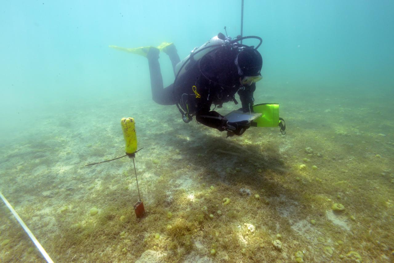 Eine Taucherin beim Besichtigen der Fläche am Seeboden