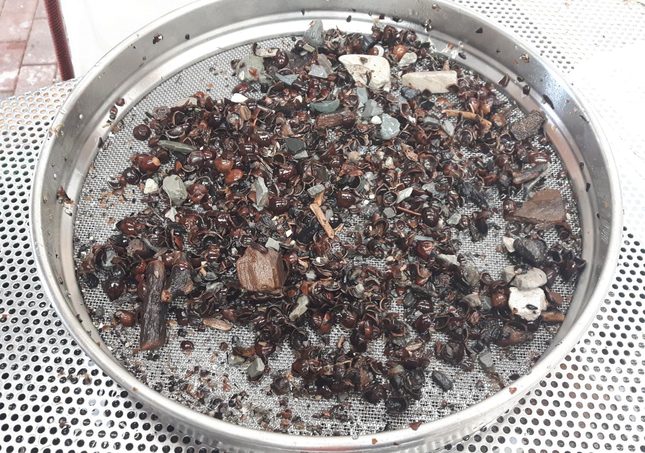 Die großen Reste auf dem Schlämmsieb, die nach der Wasserdusche übrig bleiben