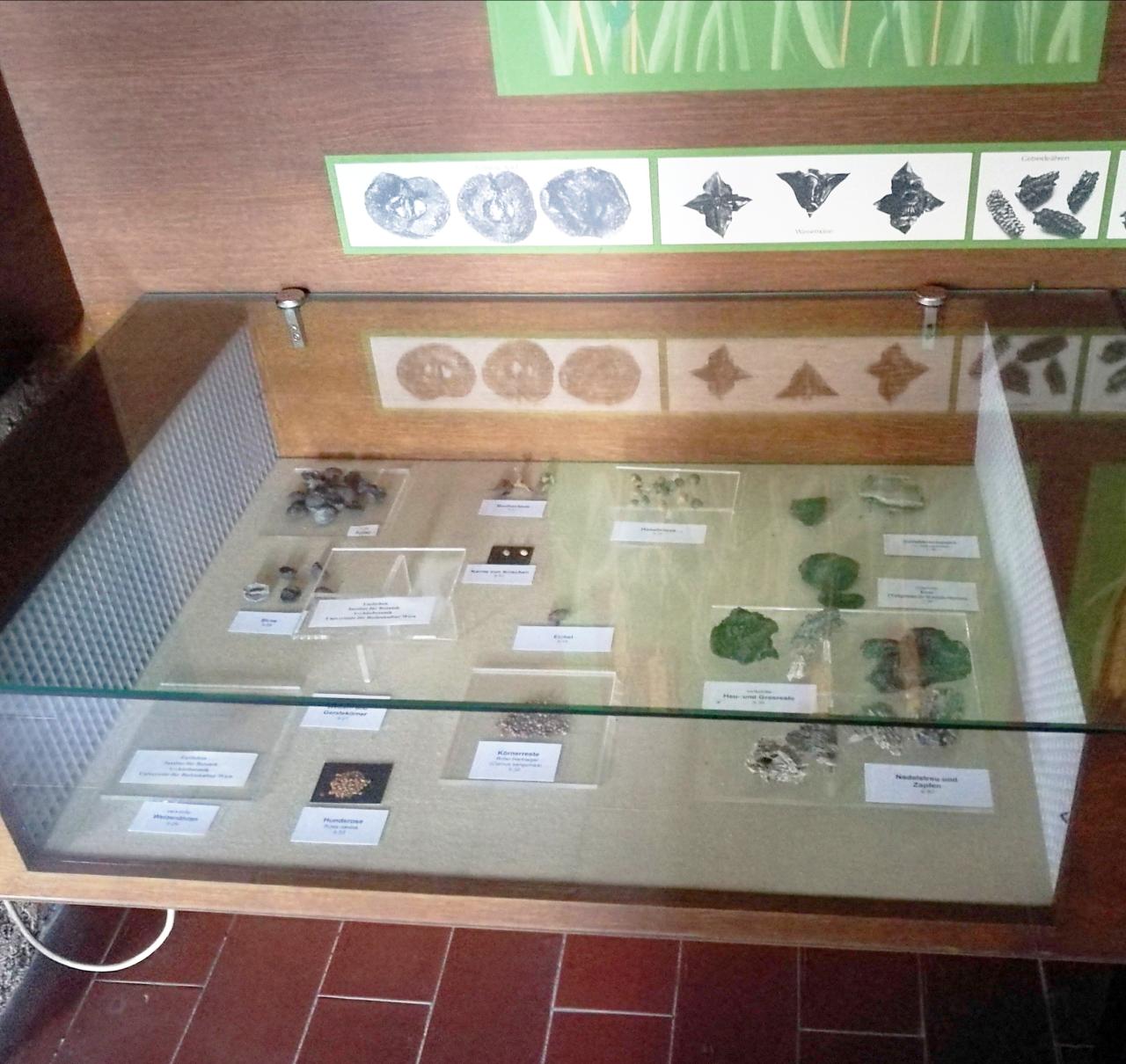 Eine Schauvitrine im Pfahlbaumuseum