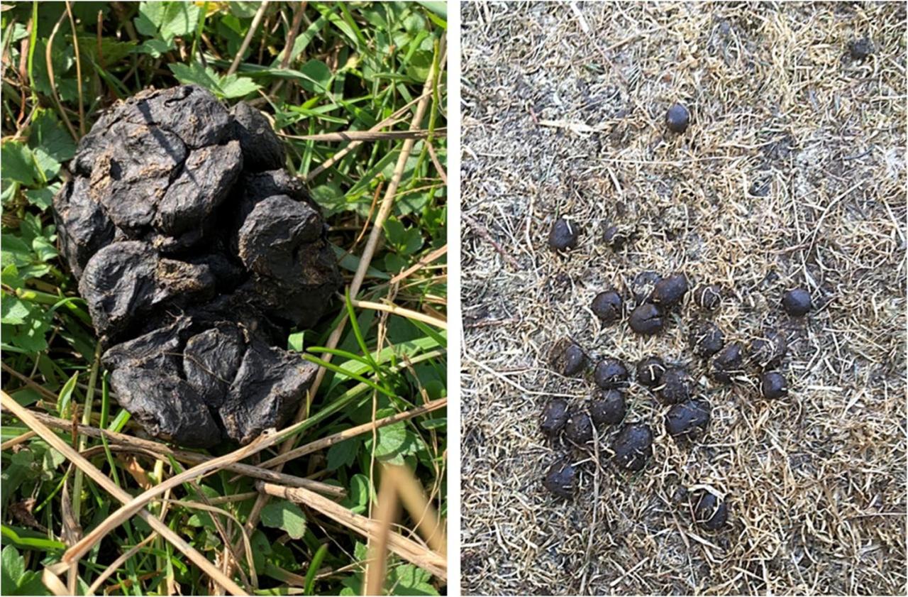 Saisonalität von frischem Ziegenkot.