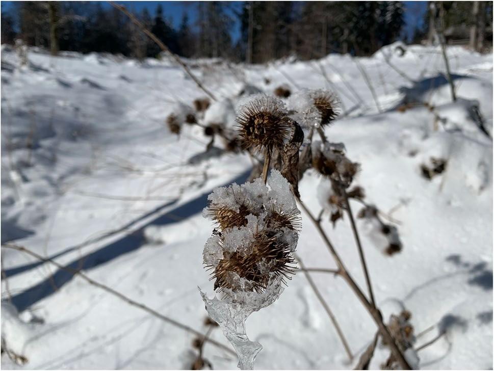 Klette im Winter