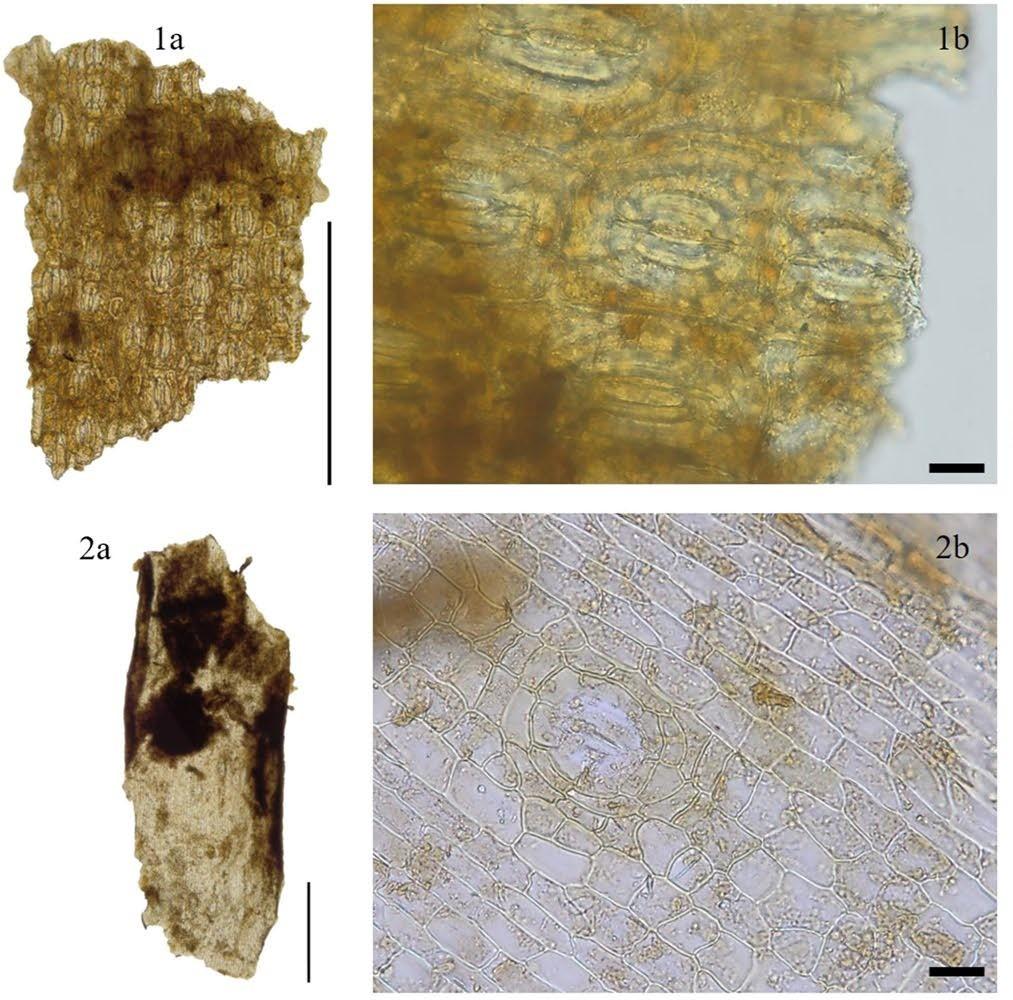 Blatt-Epidermisgewebe